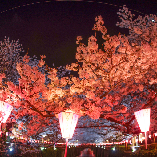 japan cherry blossom festival osaka incentive travel