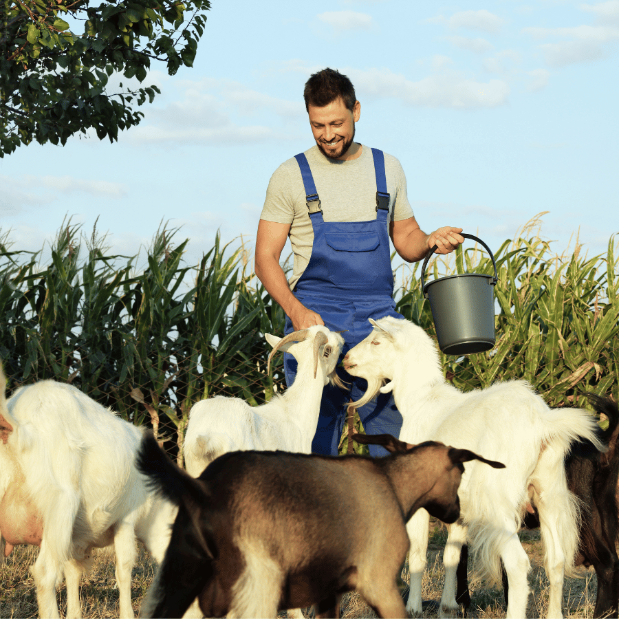 b2b incentive program agriculture animal health