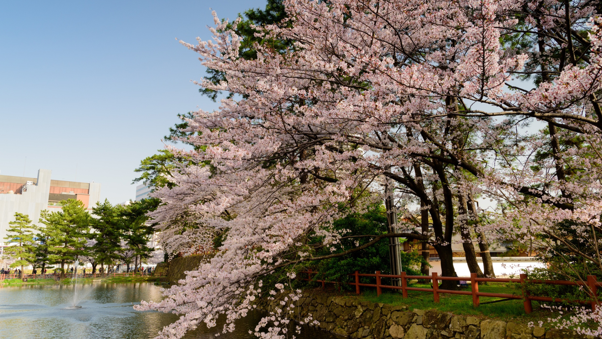 japan cherry blossom festival osaka incentive travel